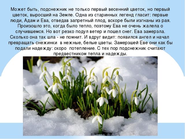 Презентация "День подснежника" (подготовительная группа)