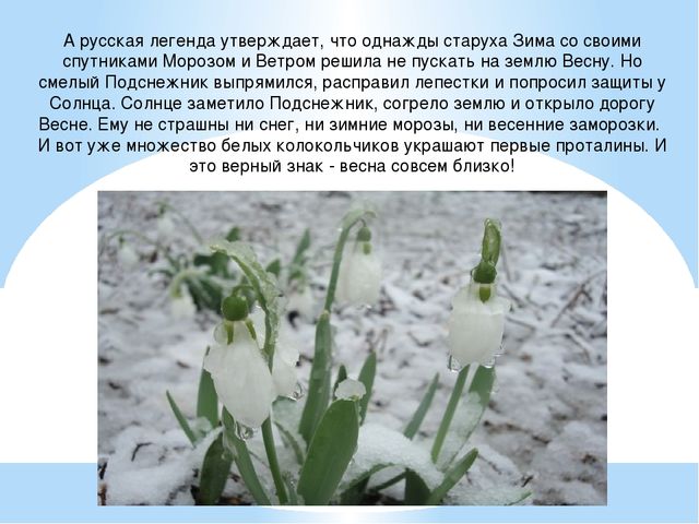 Презентация "День подснежника" (подготовительная группа)