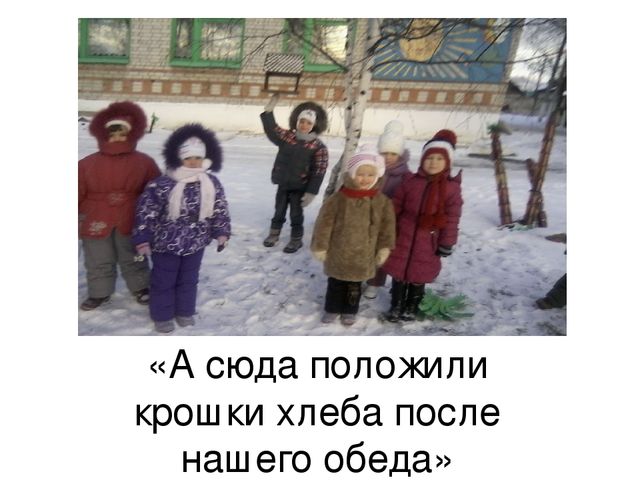 Презентация "Покормите птиц зимой"