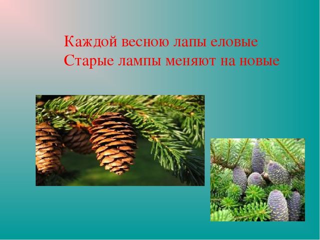 Презентация "Земля-наш общий дом"