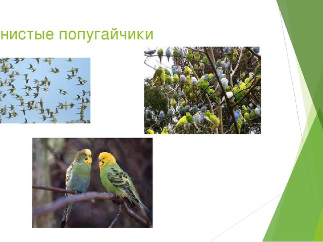 Презентация "Австралия. Животный и растительный мир"