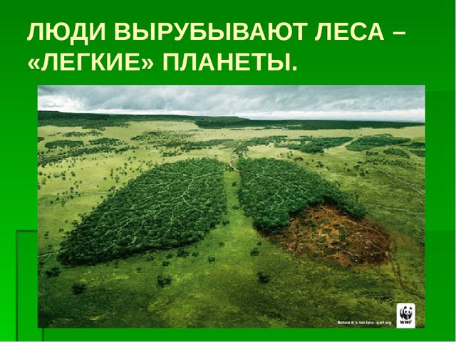 Презентация по образовательной области "Познавательное развитие" на тему "Сохраним природу вместе"