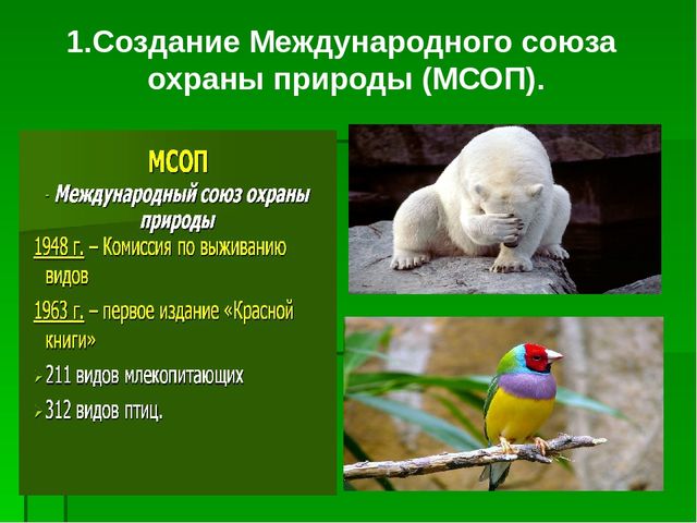 Презентация по образовательной области "Познавательное развитие" на тему "Сохраним природу вместе"