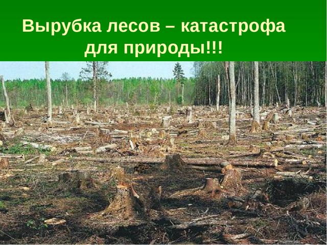 Презентация по образовательной области "Познавательное развитие" на тему "Сохраним природу вместе"
