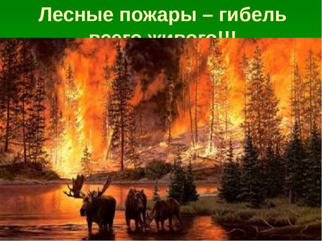 Презентация по образовательной области "Познавательное развитие" на тему "Сохраним природу вместе"