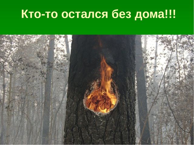 Презентация по образовательной области "Познавательное развитие" на тему "Сохраним природу вместе"