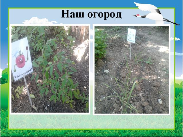 Презентация "Вот оно какое наше лето"