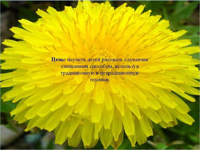 Презентация НОД по "Художественно-эстетическому развитию" (рисование) на тему: "Носит одуванчик желтый сарафанчик"