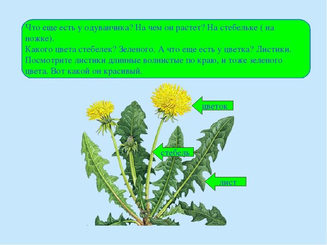 Какие бывают ткани одуванчик 2 класс технология презентация