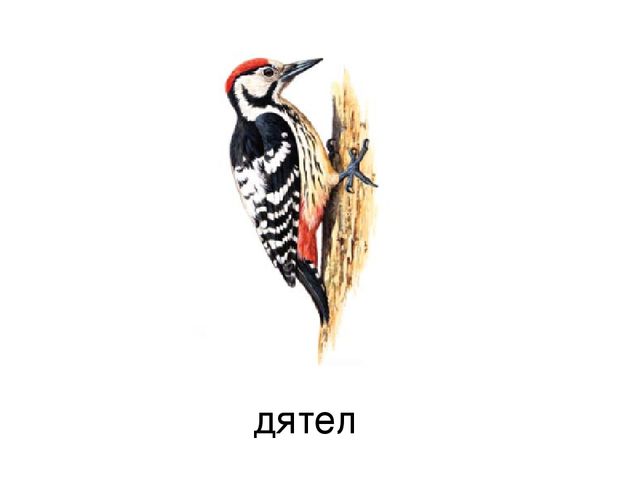Презентация к конспекту "Удивительный лес"