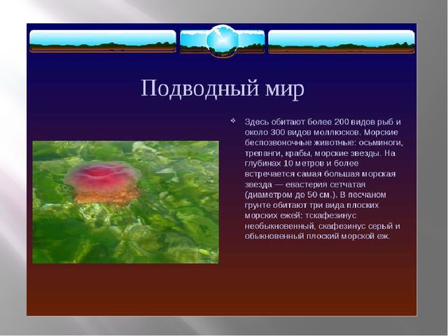 Презентация "Сохраним природу вместе"