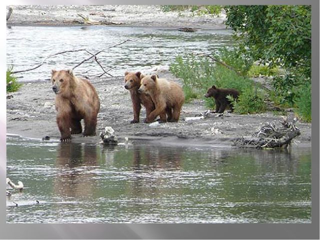 Презентация "Сохраним природу вместе"