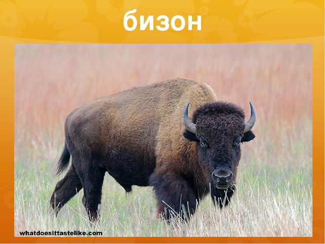 Презентация к занятию по окружающему миру на тему "Северная Америка (растительный и животный мир)" (старшая и подготовительная группы)
