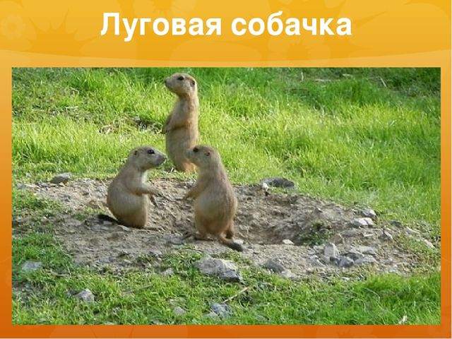 Презентация к занятию по окружающему миру на тему "Северная Америка (растительный и животный мир)" (старшая и подготовительная группы)