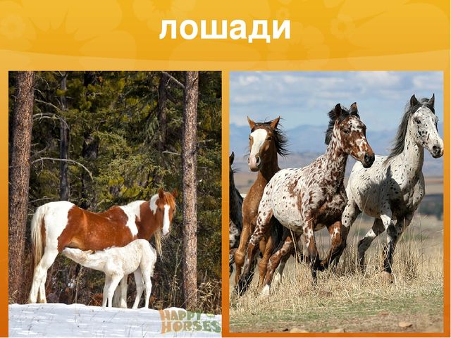 Презентация к занятию по окружающему миру на тему "Северная Америка (растительный и животный мир)" (старшая и подготовительная группы)