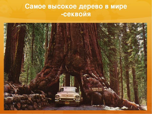 Презентация к занятию по окружающему миру на тему "Северная Америка (растительный и животный мир)" (старшая и подготовительная группы)