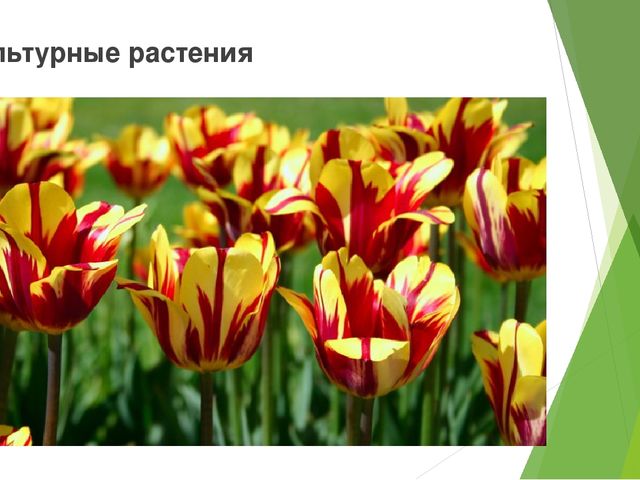 Презентация на тему " Царство растений " старший дошкольный возраст