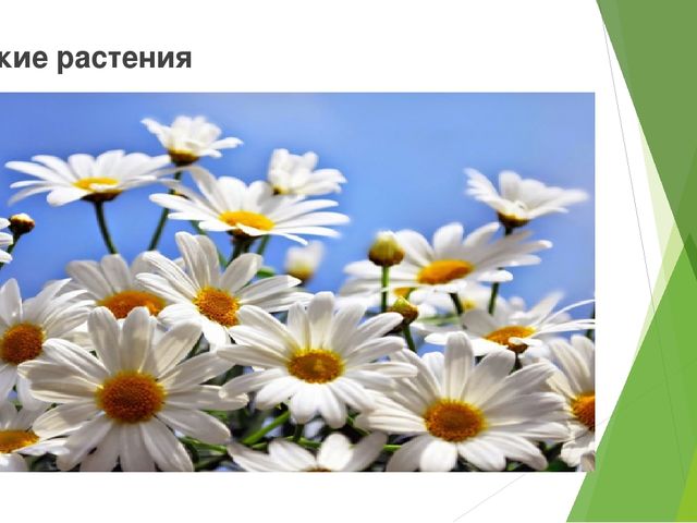 Презентация на тему " Царство растений " старший дошкольный возраст