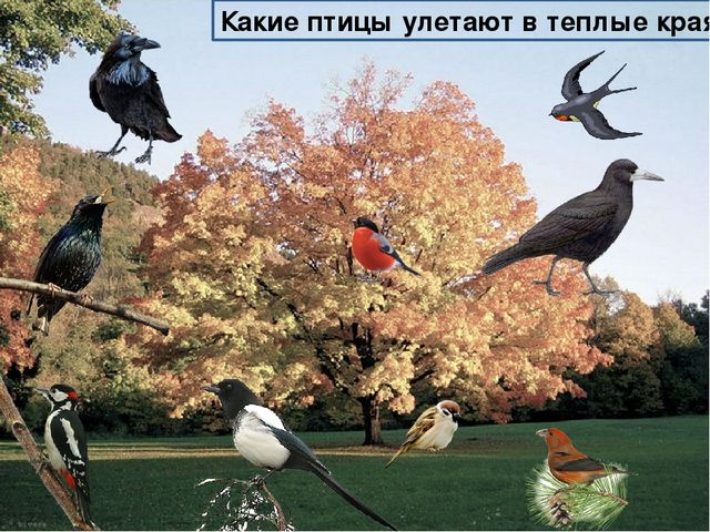 Презентация на тему : "Животные и птицы зимой"