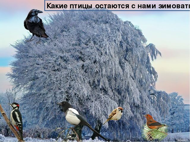 Презентация на тему : "Животные и птицы зимой"