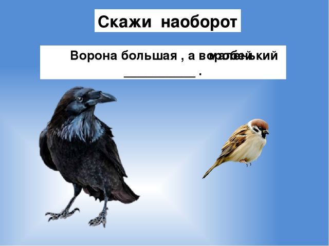Презентация на тему : "Животные и птицы зимой"