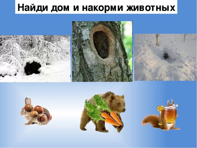 Презентация на тему : "Животные и птицы зимой"