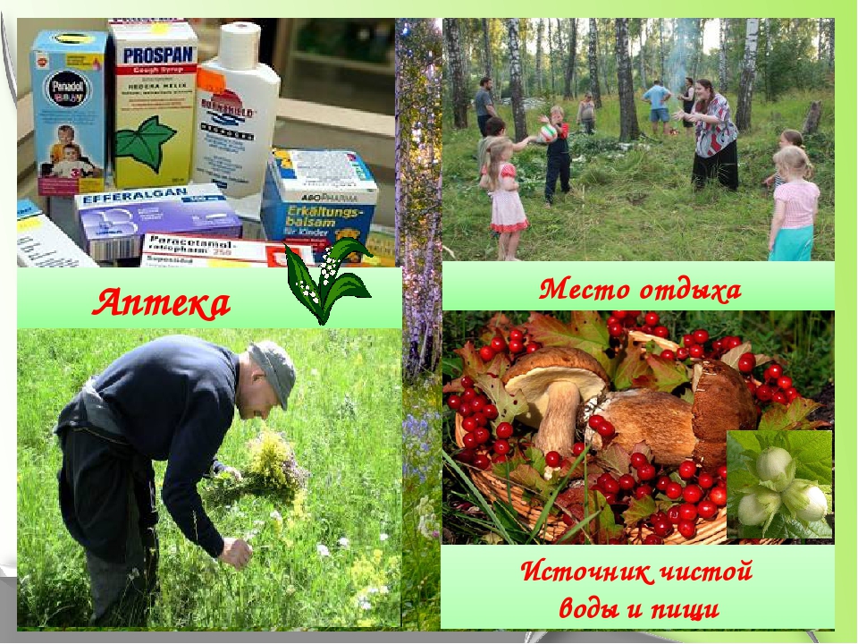Презентация по окружающему миру"Берегите лес"