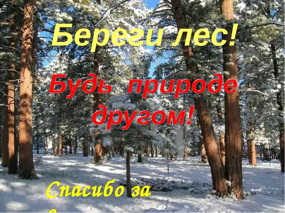 Лесу внимание. Спасибо за внимание лес. Спасибо за внимание с лесом. Спасибо за внимание леса. Спасибо за внимание для презентации лес.