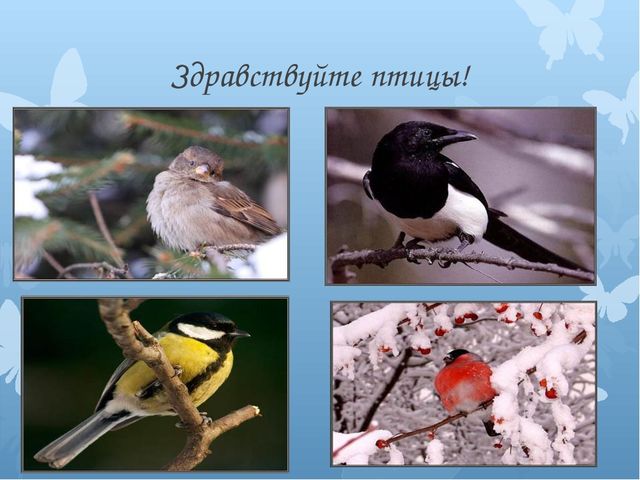 Презентация на тему: "Птицы - наши друзья".