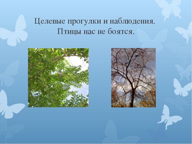 Презентация на тему: "Птицы - наши друзья".
