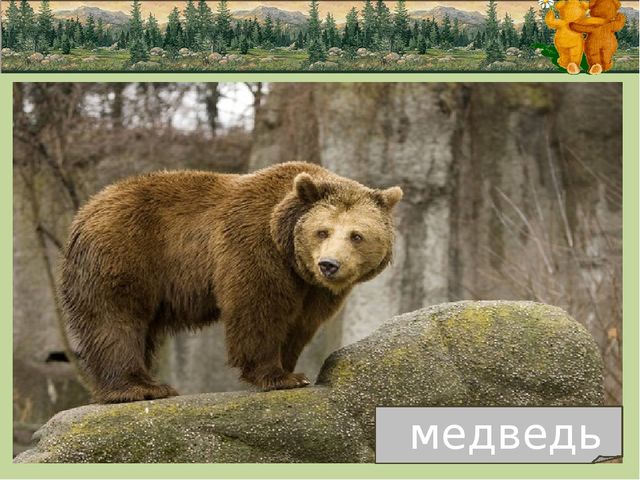 Презентация по природе "животные"