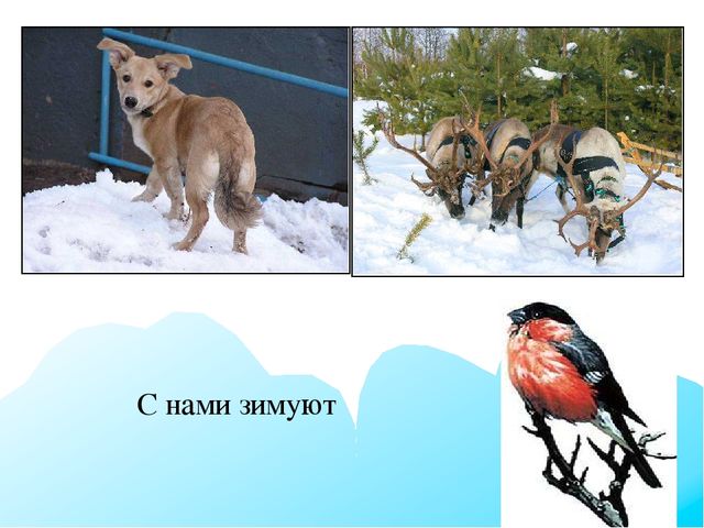 Презентация к НОД ФЦКМ для средней группы на тему "Детям о зиме"
