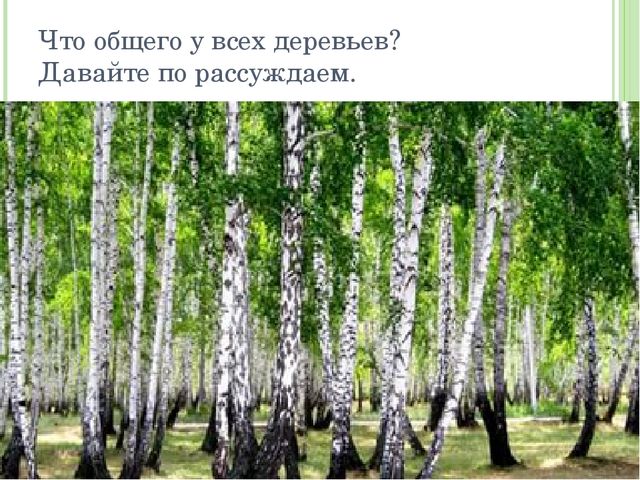 Презентация для дошкольников на тему: "Рисуем деревья"