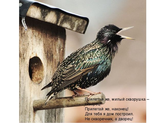 Презентация к занятию по рисованию в младшей группе "Мы построили скворечник - дом весеннего певца"