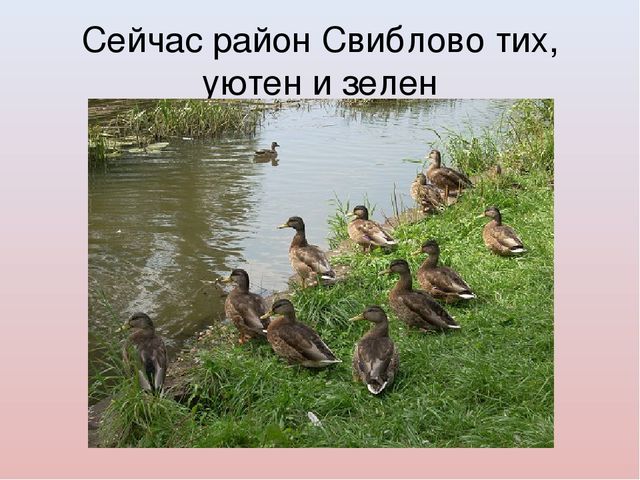 Знакомство с историей района Свиблово.