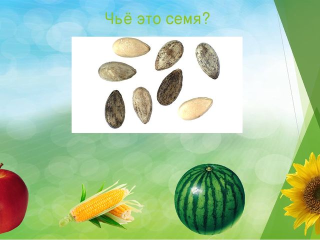 Презентация для детей 4-6лет "Чья семечка"