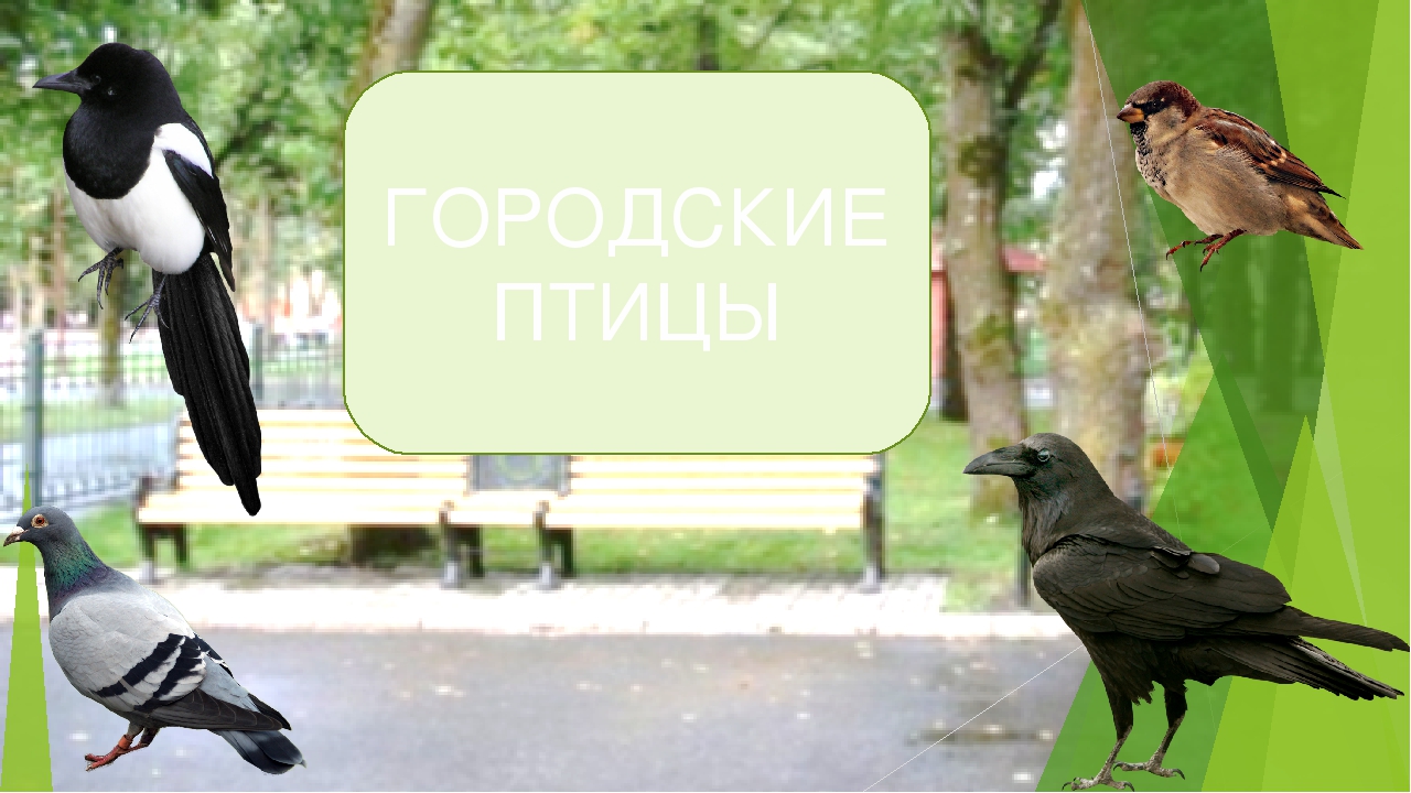 Презентация для детей 4-6лет "Юнные художники"