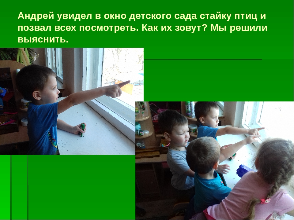 Проект "Птицы родного края"