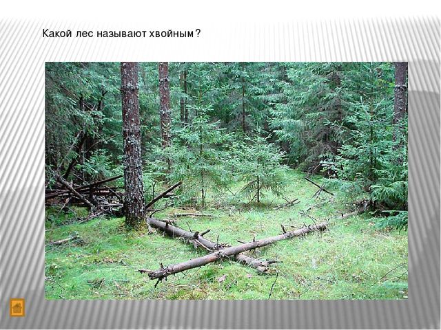 Презентация "Игра-викторина Что? Где? Когда?