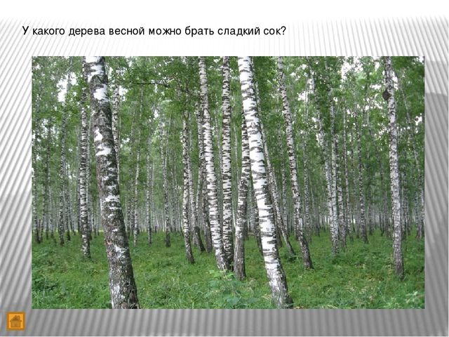 Презентация "Игра-викторина Что? Где? Когда?