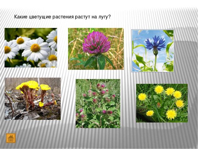 Презентация "Игра-викторина Что? Где? Когда?