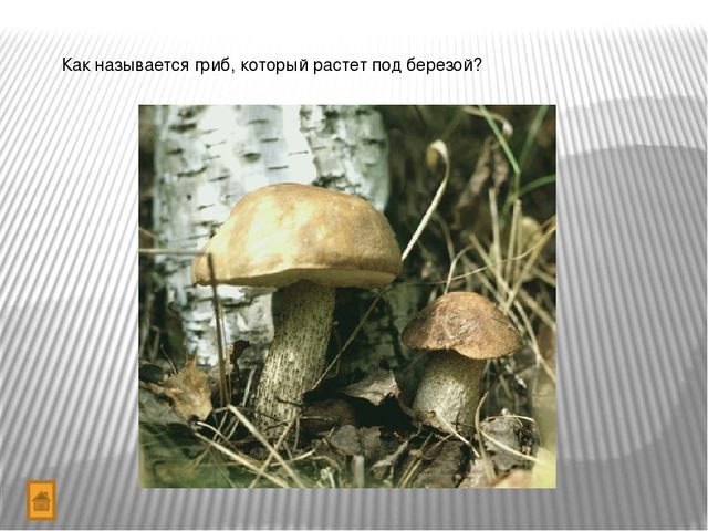 Презентация "Игра-викторина Что? Где? Когда?