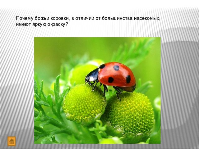 Презентация "Игра-викторина Что? Где? Когда?