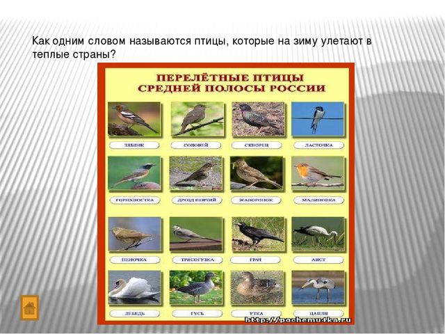 Презентация "Игра-викторина Что? Где? Когда?