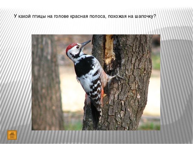 Презентация "Игра-викторина Что? Где? Когда?