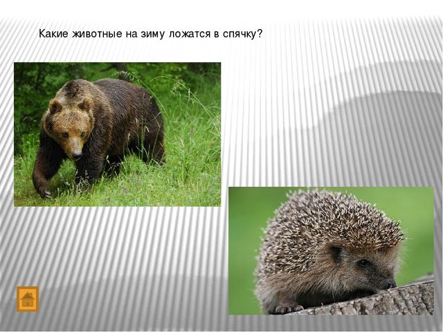 Презентация "Игра-викторина Что? Где? Когда?