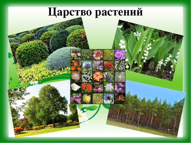 Презентация к уроку - викторине "Зеленая Планета"