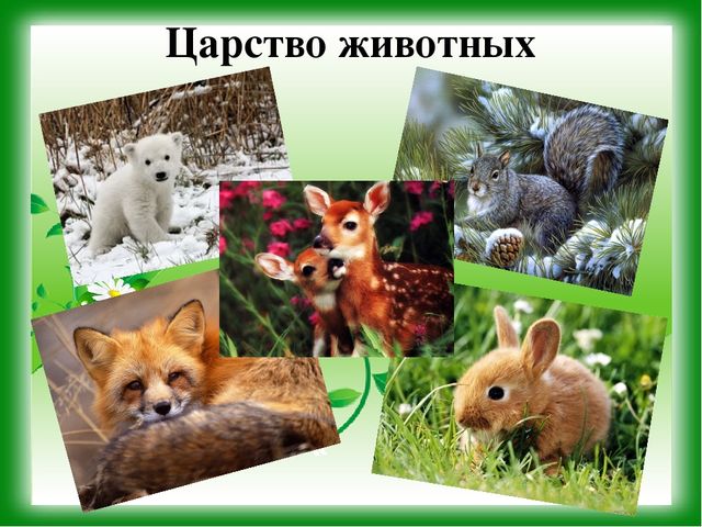 Презентация к уроку - викторине "Зеленая Планета"