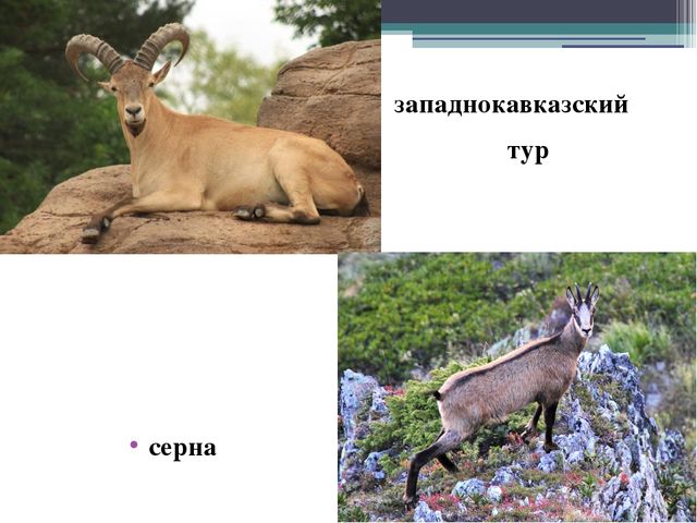 Презентация на тему "Кавказский государственный природный биосферный заповедник"