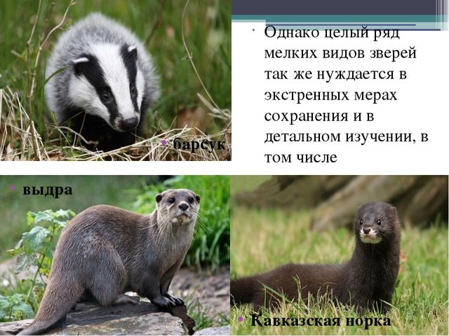 Презентация на тему "Кавказский государственный природный биосферный заповедник"
